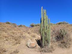 Corryocactus brevistylus