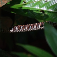Dendrelaphis kopsteini