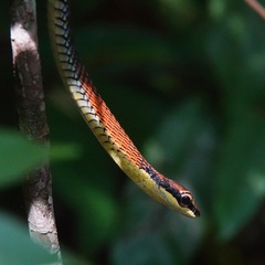 Dendrelaphis kopsteini