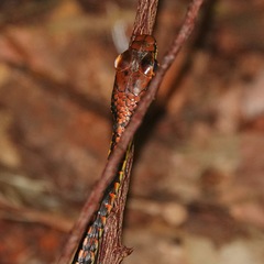 Dendrelaphis kopsteini