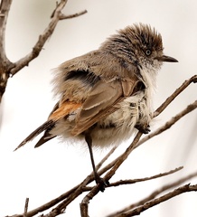 Acanthiza uropygialis