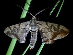Hypochrosis binexata