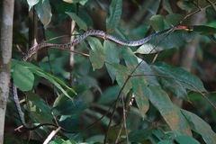 Dendrelaphis kopsteini