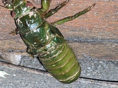 Cystosoma saundersii