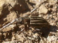 Iberodorcadion