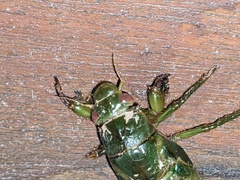 Cystosoma saundersii