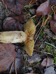 Hygrophorus hypothejus