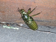 Cystosoma saundersii