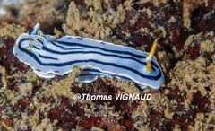 Chromodoris lochi