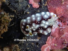 Goniobranchus geometricus