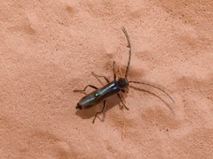 Nathrius brevipennis