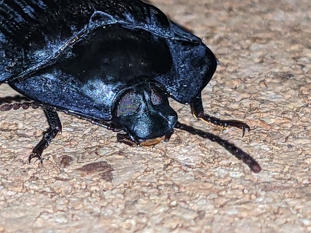 blue piedish beetles from Valla NSW 2448, Australia on December 24