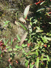 Ludwigia alternifolia
