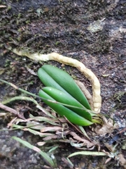 Sirhookera lanceolata