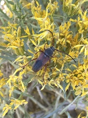 Crossidius hirtipes rhodopus