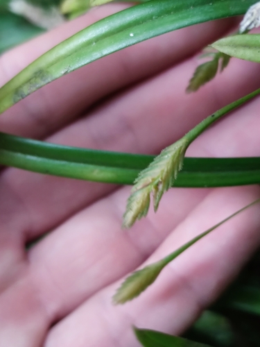 Stichorkis gibbosa observed 2022-12-20