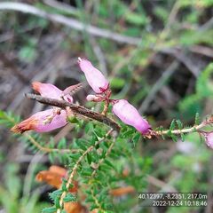 Erica ciliaris