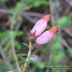 Erica ciliaris