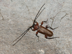 Phymatodes testaceus