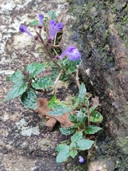Scutellaria violacea