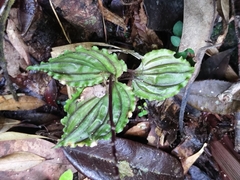 Malaxideae