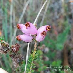 Erica ciliaris