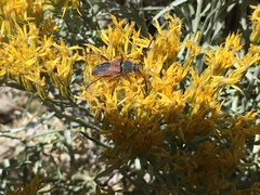 Crossidius hirtipes rhodopus