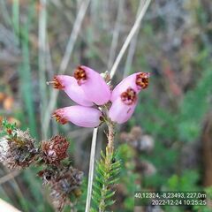 Erica ciliaris
