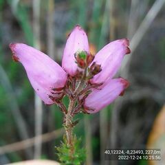 Erica ciliaris