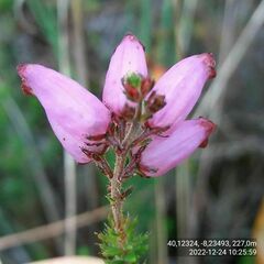 Erica ciliaris