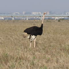 Struthio camelus massaicus