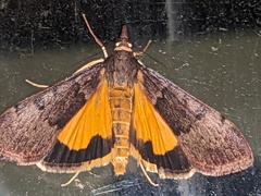 Uresiphita ornithopteralis