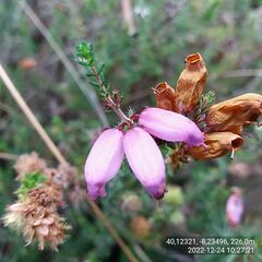 Erica ciliaris