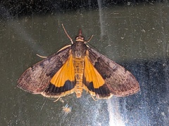 Uresiphita ornithopteralis