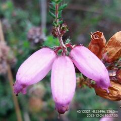 Erica ciliaris