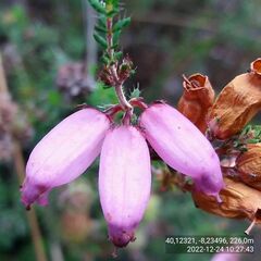 Erica ciliaris