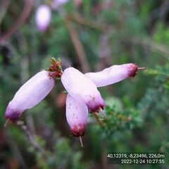 Erica ciliaris