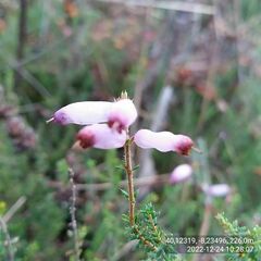 Erica ciliaris