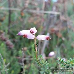 Erica ciliaris
