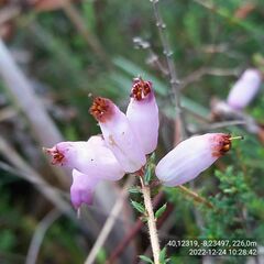 Erica ciliaris
