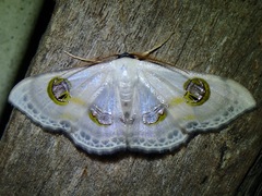 Problepsis borneamagna