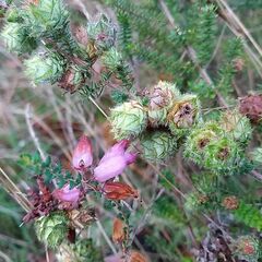 Erica ciliaris