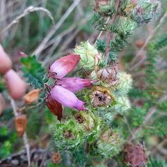 Erica ciliaris