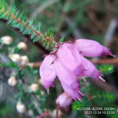 Erica ciliaris
