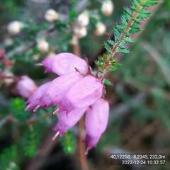 Erica ciliaris