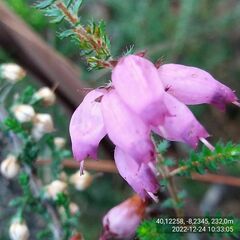 Erica ciliaris