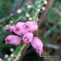 Erica ciliaris