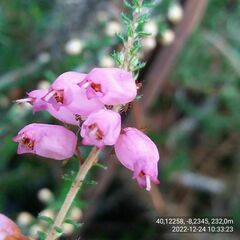 Erica ciliaris