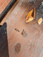 Tetraponera rufonigra