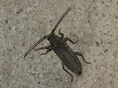 Trichoferus holosericeus